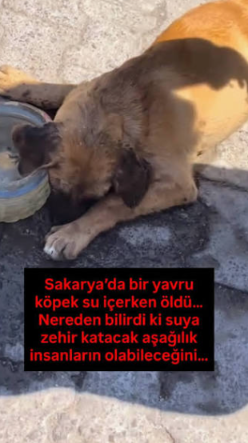 sideeffectt00's tweet photo. Sakarya ilinde yaşanan ve vicdanları derinden sarsan olayda kimliği belirsiz kişisokak köpeğinin su kabına kasten benzin karıştırmıştır. Önüne konulan kaba güvenerek su içen savunmasız ve dilsiz bir yavru köpek, acılar içinde kıvranarak hayatını kaybetmiştir.@SakaryaValiligi https://t.co/DK98Yc4lrN