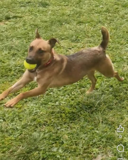 PDRescue's tweet photo. Newbie Saka has been settling in well. He is such a funny character now that his confidence is growing. At just 2 years old, he is looking forward to an active life with humans he can love and trust.

And he is a bit adorable 💜

https://t.co/uzR99bwwgk

#Warwickshire #rescuedogs https://t.co/KloEd3EleJ
