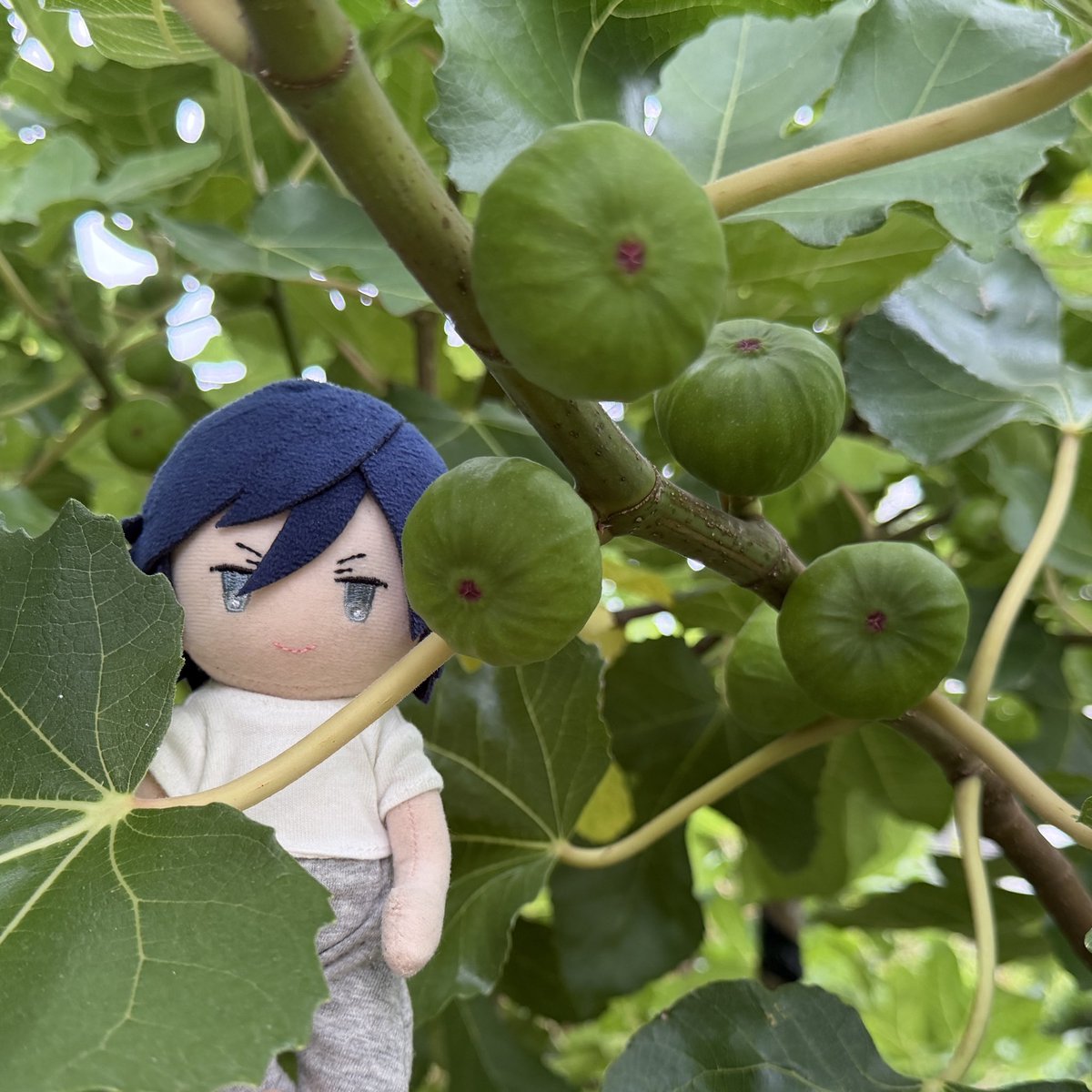 gerugusenpai's tweet photo. うちのトキぬファンの方がスペースに来てくれたので、本日のお庭チェックトキぬをば。夏服新調したいね〜🍉

※4枚目はちゃんと撮れてるか確認してくるトキぬ https://t.co/7KfZZDdaUz