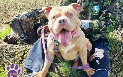 PDRescue's tweet photo. 💜 Big dogs, bigger hearts...💜

#Warwickshire-have you ever considered fostering?

More info:
https://t.co/JDPyo3KdJx

#FosteringSavesLives #Warks #rescuedogs https://t.co/OGje7aWpvj