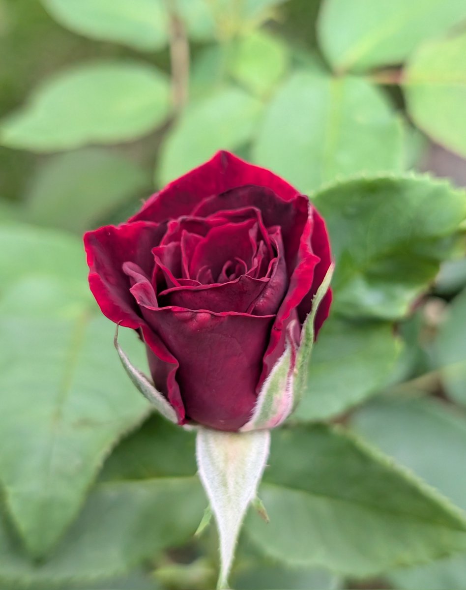 happa_b2's tweet photo. 🌹 https://t.co/g0KmtQFBND
