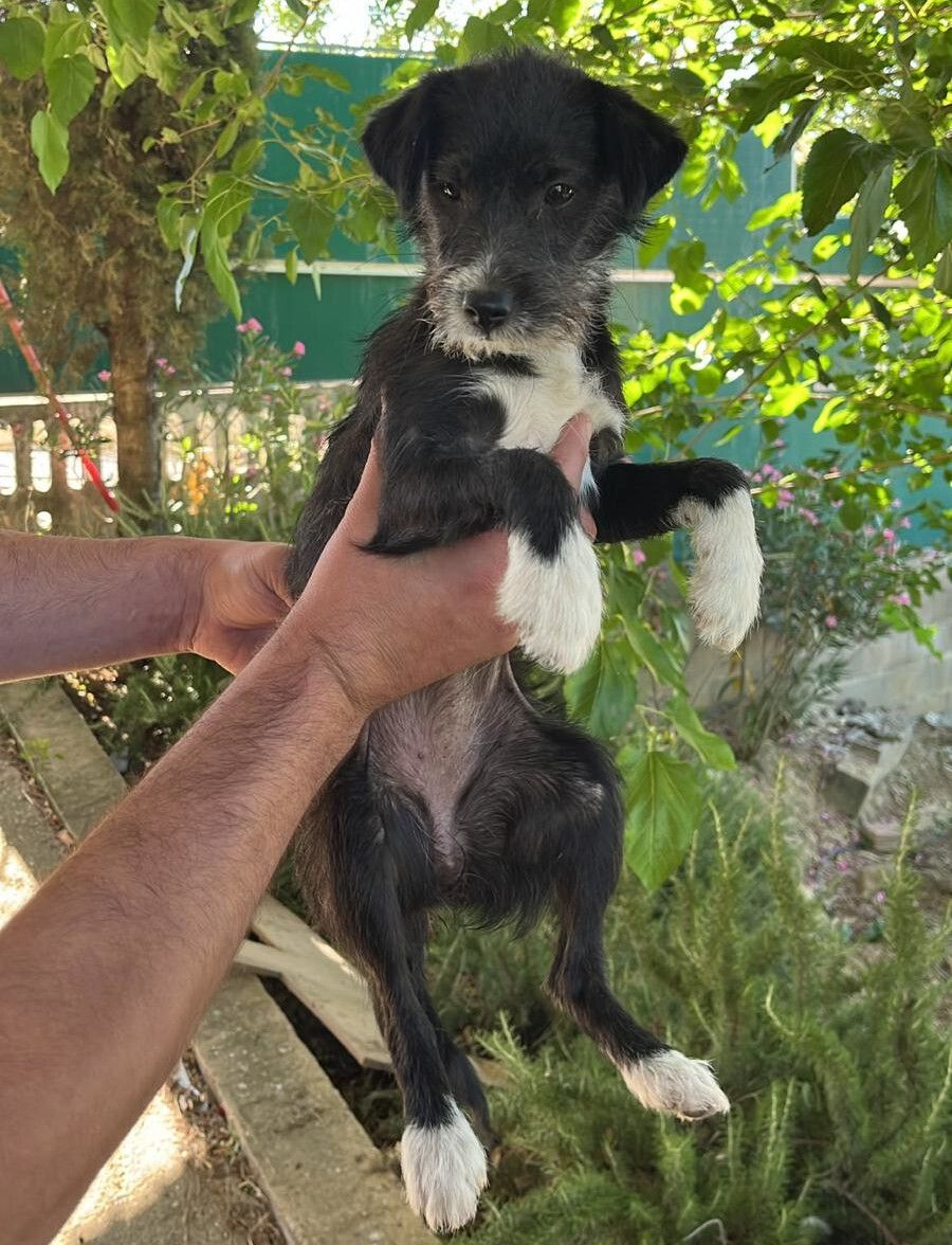 PerreraDipVall's tweet photo. ❗️ En adopción:

🐕 Hembra mestiza, tamaño pequeña, unos 4 meses.
📍 Recogida en Medina de Rioseco, el 03/07/2026.

🆔 #MED2607032
➡️ https://t.co/ZBtL9YUF72 
👀 Reservas y cita previa: ☎️ 659 681 584
🕙 L-V 10-13:30 y 17-19. S, D y fest. 10-14h. https://t.co/2g6RtpZbKJ