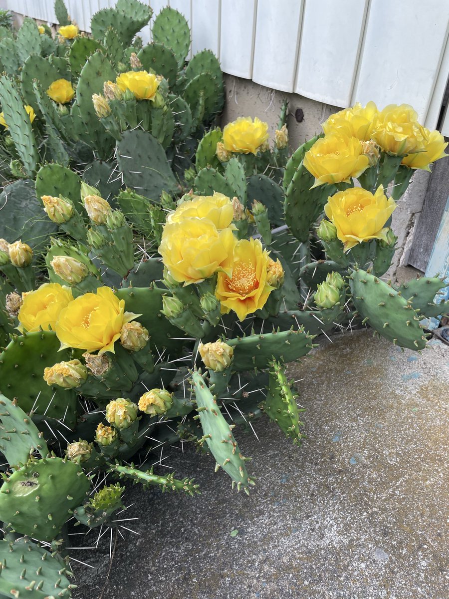 サボテンの花が咲いている