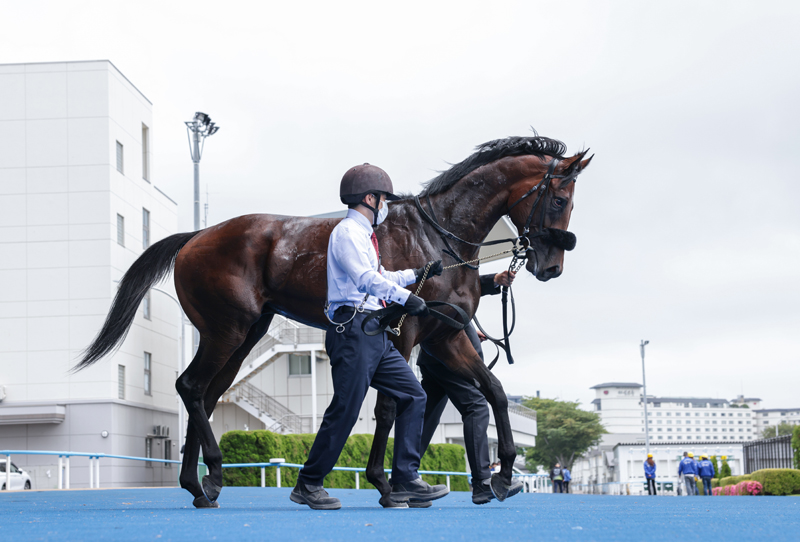 gallop_keiba's tweet photo. #ショウナンガレオン https://t.co/ITSdLVRqPE