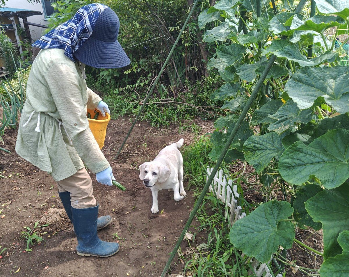 neri8726's tweet photo. きゅうり班 https://t.co/JeW5k3BWX8