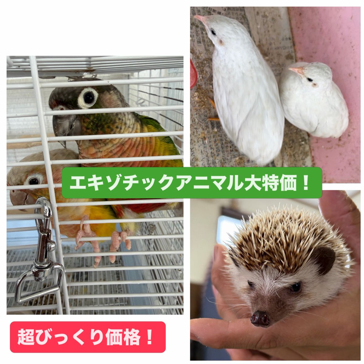 エキゾチックアニマル超格安SALE‼️ ホオミドリアカオウロコインコ 超