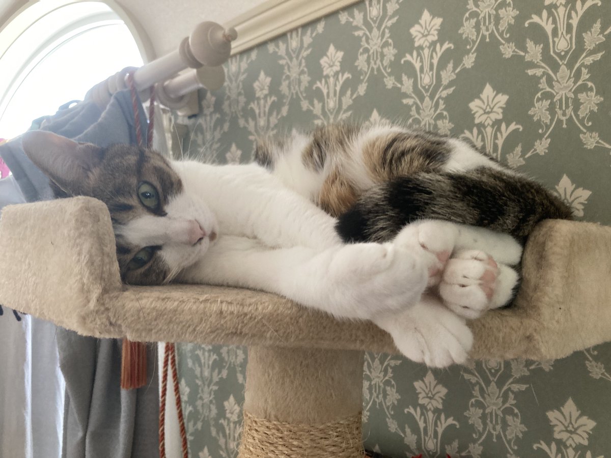SEZUTSU's tweet photo. 猫たちの幸せそうな寝顔を見ると癒されます♪

ずっとこの幸せが続きますように🤲
#保護猫　#幸せ　#猫がいる生活 https://t.co/lzrnq6CgdE