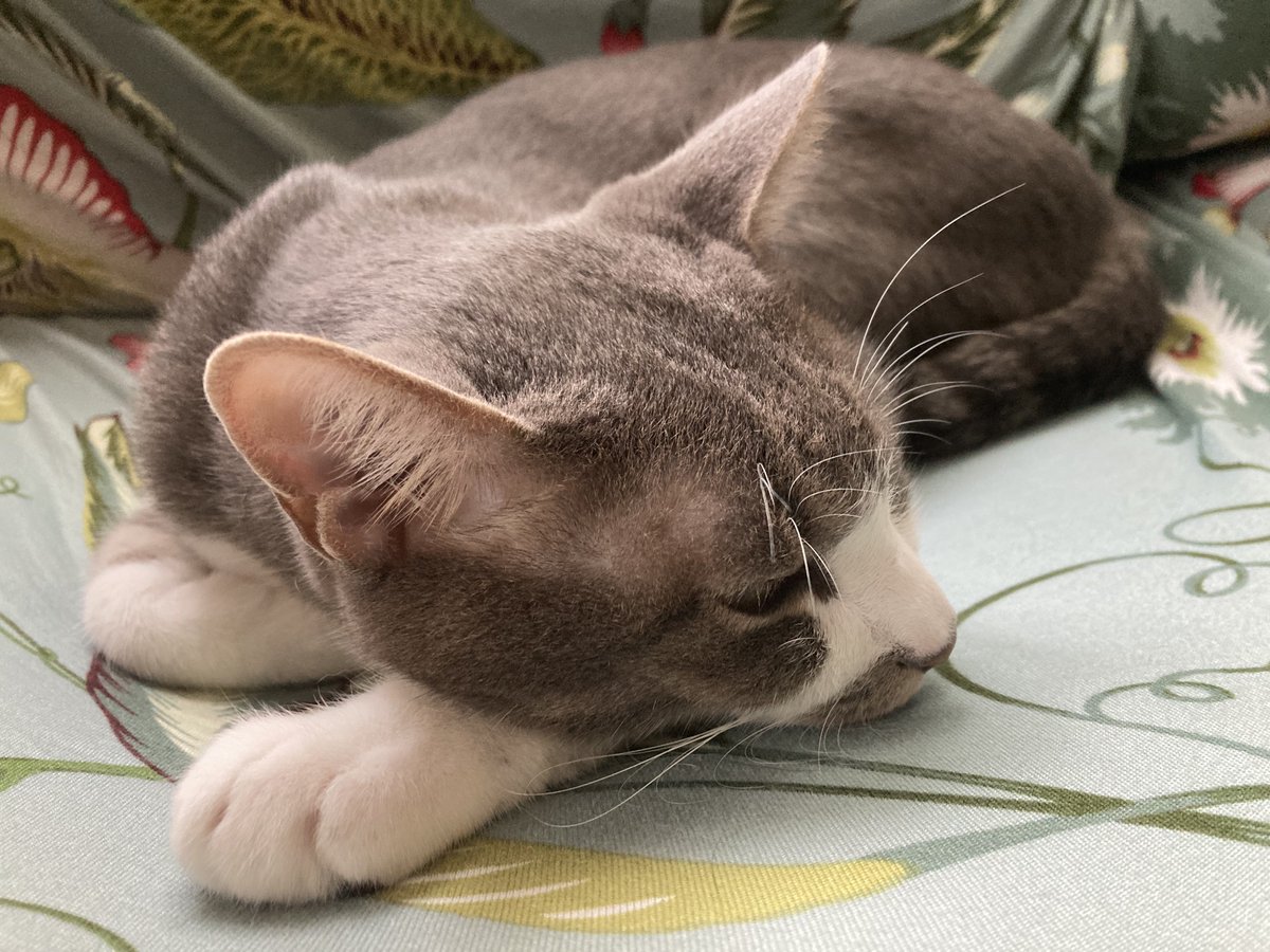SEZUTSU's tweet photo. 猫たちの幸せそうな寝顔を見ると癒されます♪

ずっとこの幸せが続きますように🤲
#保護猫　#幸せ　#猫がいる生活 https://t.co/lzrnq6CgdE
