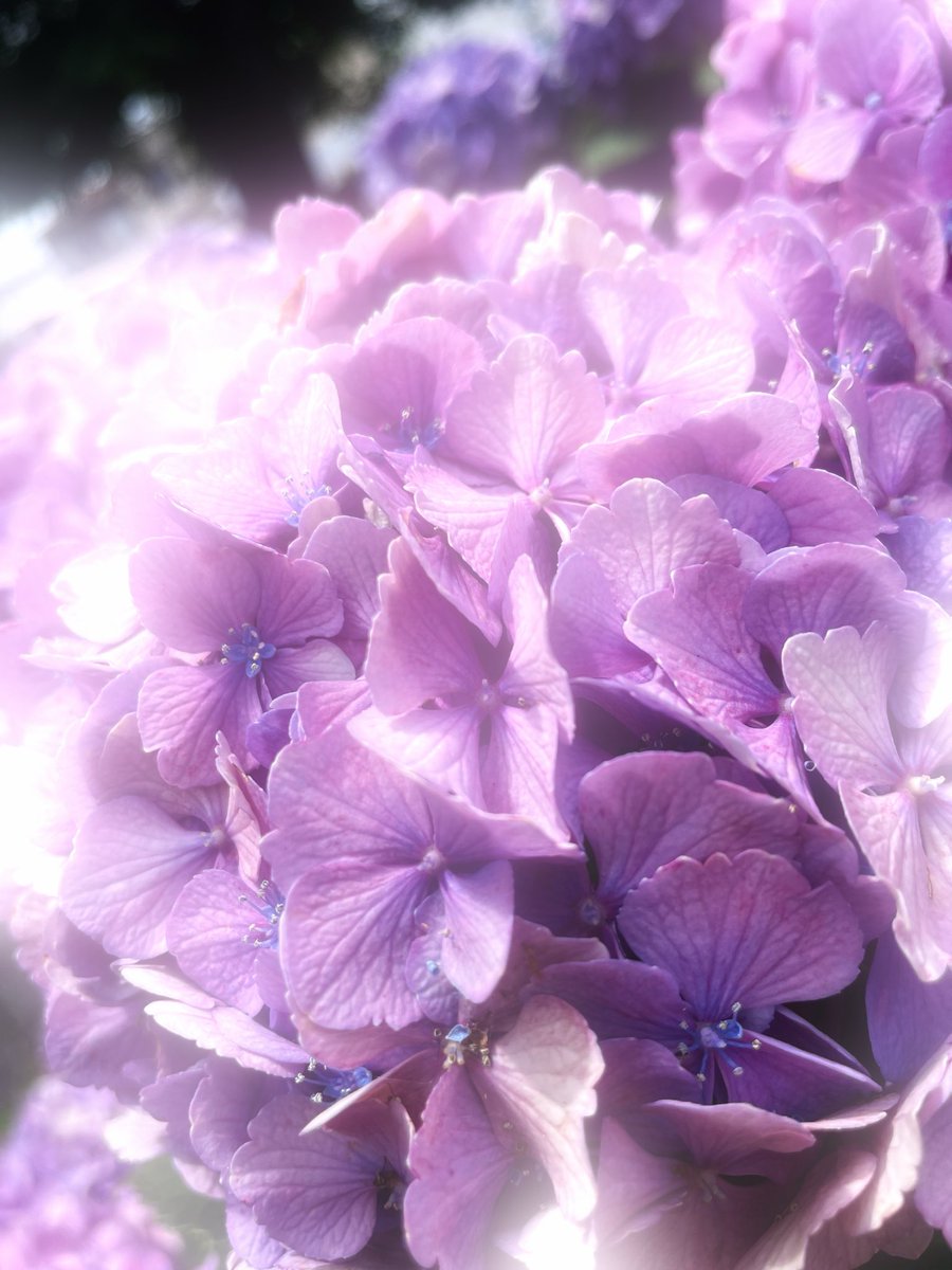 9i3_cc's tweet photo. 梅雨入りも梅雨明けも聞いた記憶ないし、気づいたら7月で、紫陽花もこれが今年の最初で最後かも。 https://t.co/dA6BmWoHLZ