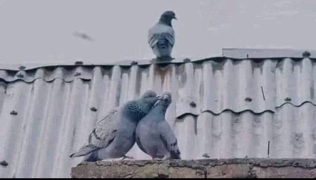 Itz_Sufi_11's tweet photo. डर लगता है अब लगाव से, 
लोग थोड़ा सा वक्त देकर ज़िंदगी की सारी खुशियाँ ले जाते हैं.. https://t.co/hOSkYFfUsK