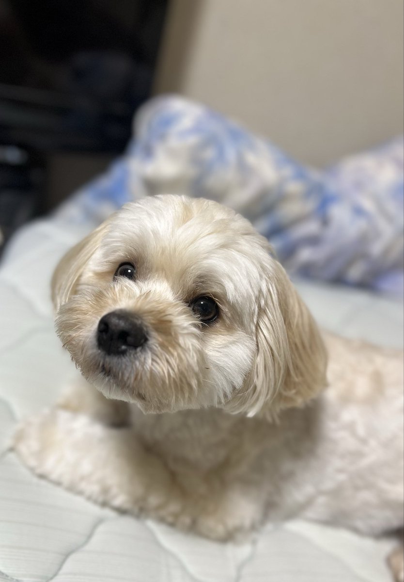 BleuTapis's tweet photo. 外は雨降ってるので☔️
お家でゆっくり週末🏠 https://t.co/EdMZ3sNfmU