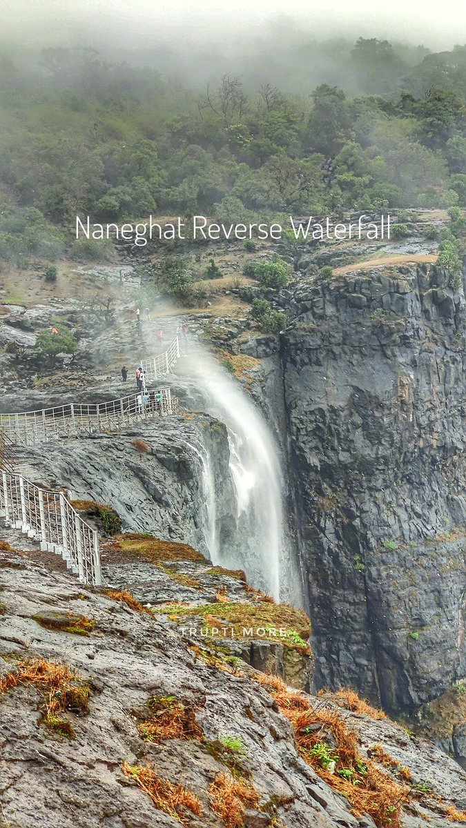 TruptiMore9's tweet photo. Wish to experience the monsoon🌧️ bliss of Sahyadris⛰️? Here's a list of epic waterfalls for a day trip from #Pune. 
1. Kalu Waterfalls
- The OG of Maharashtra 
- Located in Malshej Ghat region approx 3.5-4 hrs drive from Pune
- offers two types of experiences
a) View Point: Can be viewed from a distance by taking the Aadrai trek from Khireshwar village. Guide easily available at the village. Don't miss to take darshan at the Chalukyan Nageshwar temple in Khireshwar. 
Good for a family trip .
b) Base experience: The trek to the base of the waterfall. Highly risky as water levels keep changing. Would recommend it only with authorised trek organisers. 
Good for adventure seeking responsibly sensible people. 

2. Naneghat Reverse Waterfalls
- a blend of history as well and nature
- approx 3-4 hours drive from Pune
- can be covered with Kalu waterfall trip if you have enough time
- Jivdhan fort and the Satvahana era caves in the vicinity
- best experience only if there's good rain

3. Kumbhe Waterfalls
- located near Raigad fort and can be accessed by a thrilling tunnel experience 
-3/4 hours drive from Pune
- roads a narrow and careful driving needed
- only see it from the designated view points
- ask locals for help and guidance

4. Varandha waterfalls
- actually and entire ghat with waterfalls rather than specific one
- on the Bhor-Mahad route and many times closed due to landslides 
- 4hrs+ drive from Pune
- one can visit Shivtharghal along with this