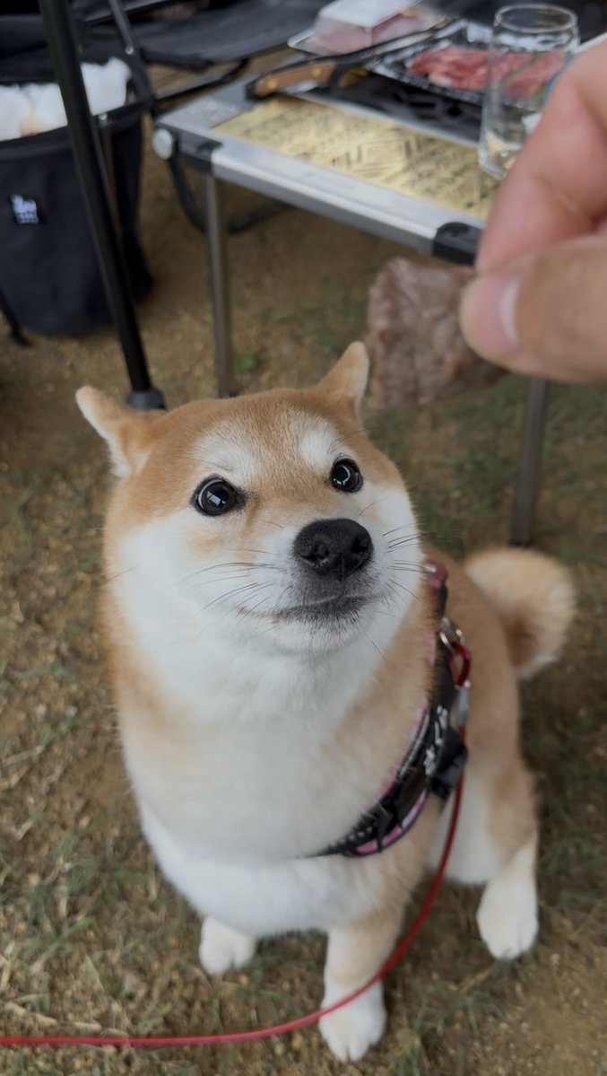 sin819camp's tweet photo. ←人間どもが目の前で美味い物を食べている（もらえない）時の柴

→いいお肉がもらえる時の柴 https://t.co/5PHe0xJyV0