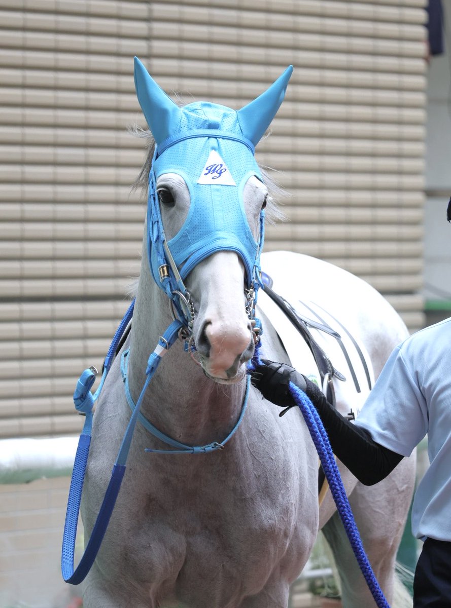 Yoocof's tweet photo. 福島競馬場8R
とってもキュートな
イルネージュちゃん🩵
頑張って👍
無事にね📣
#ウインイルネージュ 
#ゴールドシップ産駒 https://t.co/kgc4N1IldW
