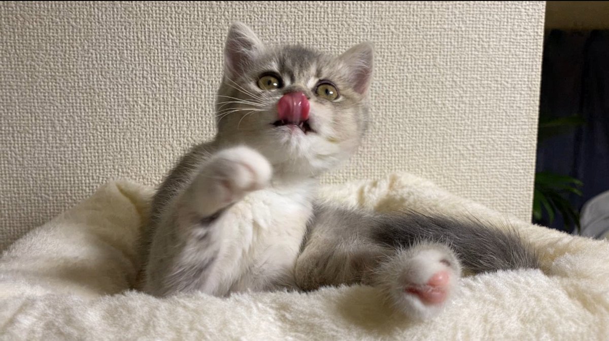 magononeco's tweet photo. タワー設置したら、かわいいスクショが撮れました（笑）
#子猫
#猫のいる暮らし
#猫好きさんと繋がりたい
#ブリティッシュショートヘアー
#スコティッシュ https://t.co/hJmhqYPy2q