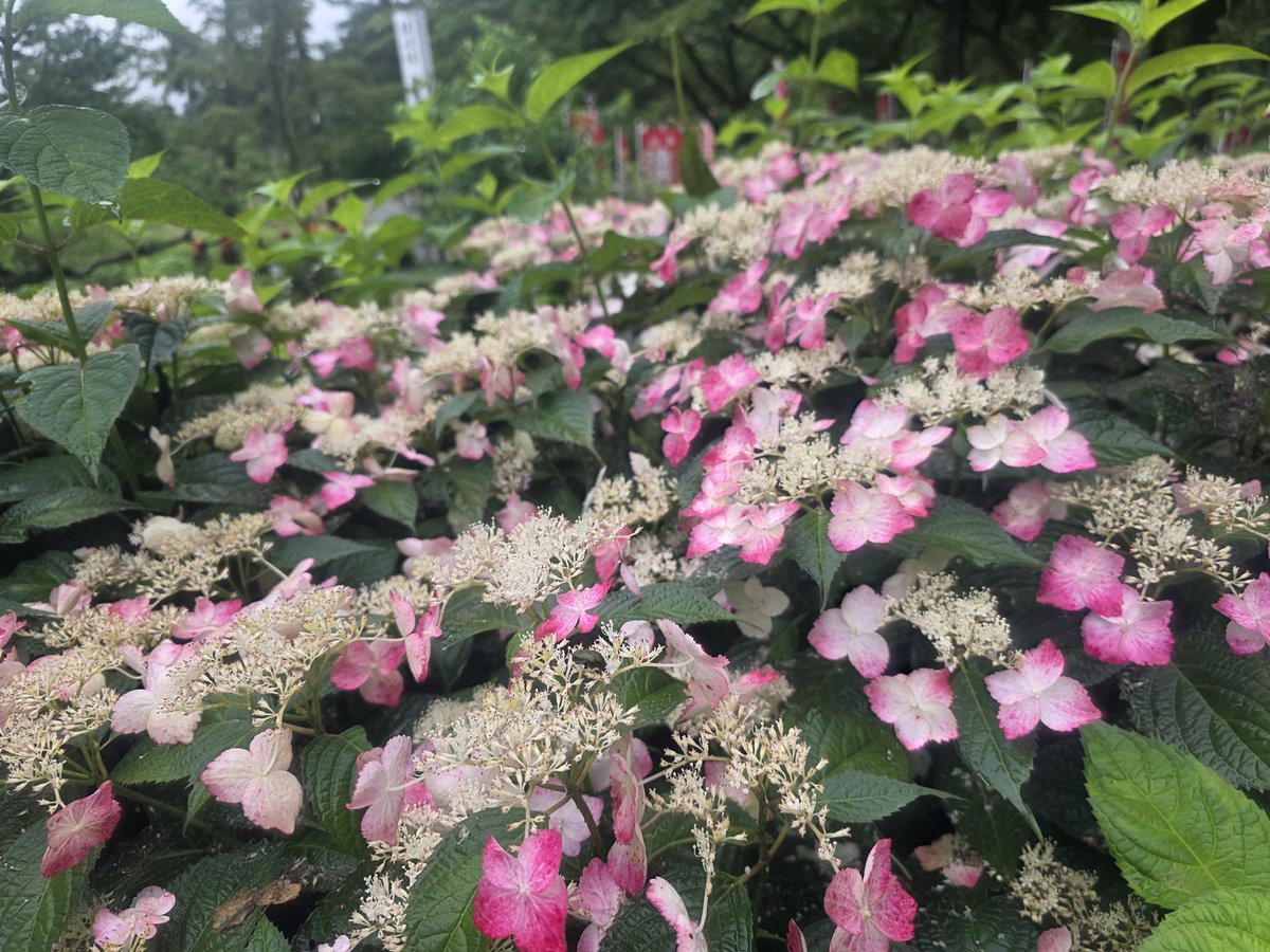 miisuke_nyan's tweet photo. 群馬県前橋市
#龍願寺

2026.7.5参拝
月参り

朝一で参拝し、7月の御朱印と誕生日御朱印を後日受取りでお願いしてきました🙏 https://t.co/91L61ybWcE