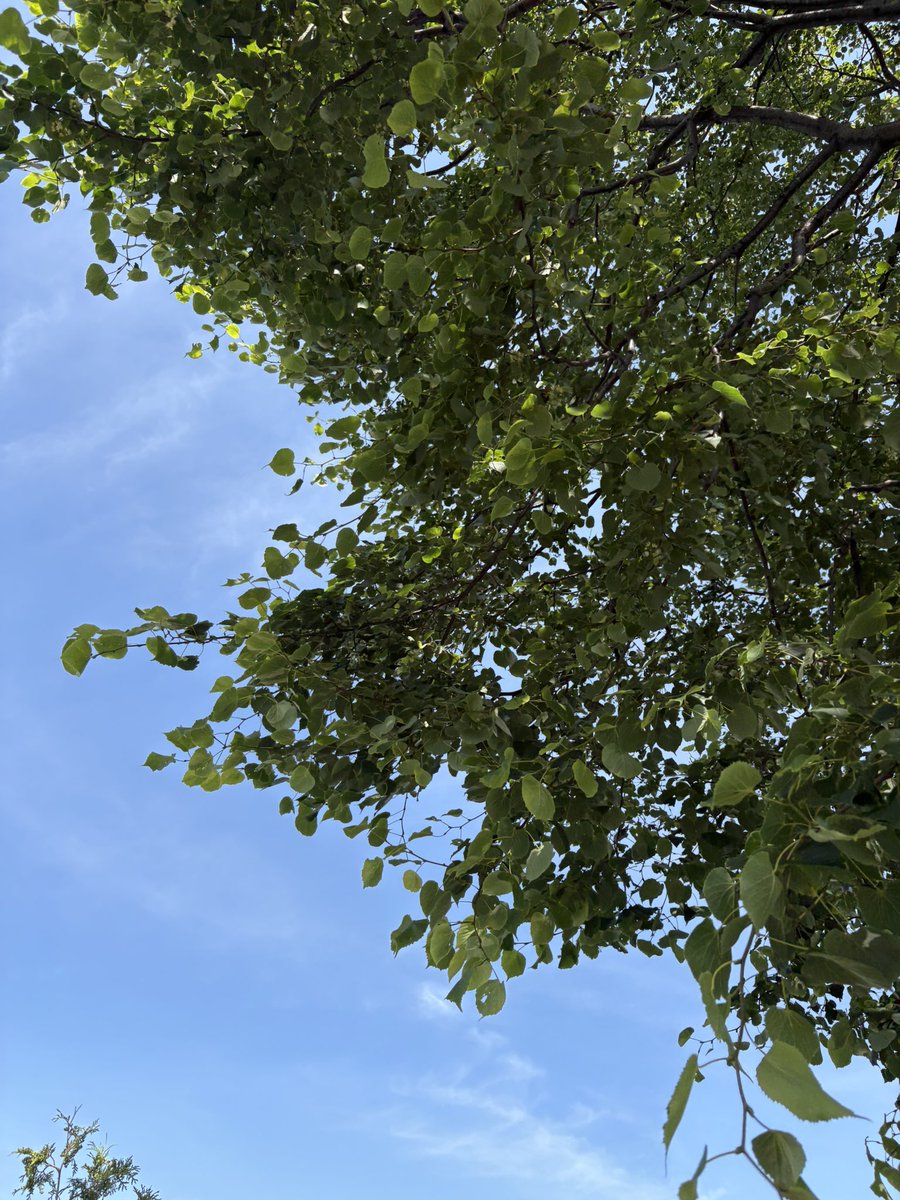 MAYA_LAFFLESIA's tweet photo. 今日は温かく天気も良いので公園の木🌲の下でぼーっとしてます。
緑が綺麗な季節になってきましたね。 https://t.co/q5cKF7s4mY