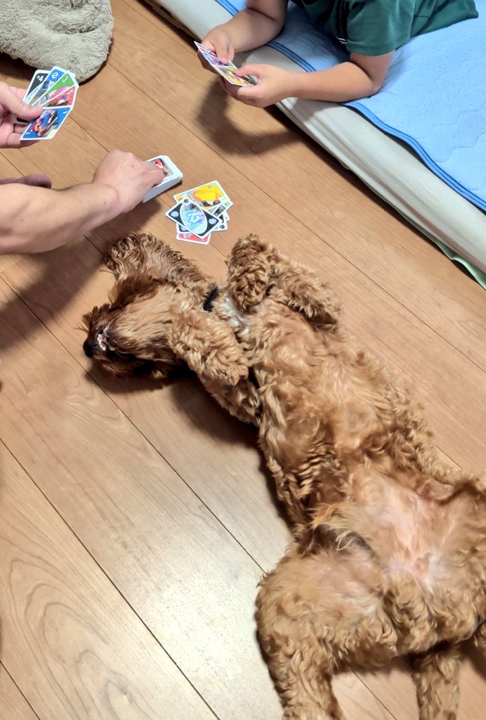 Waffle_Cockapoo's tweet photo. ウノをほんのり邪魔してくる犬
#犬
#コッカプー
#犬のいる暮らし https://t.co/GnYNKj3OYp