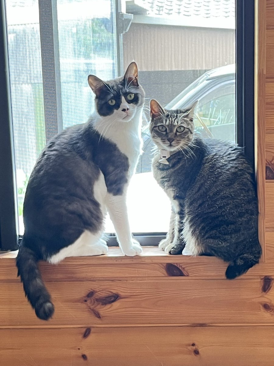 ReN_sub3's tweet photo. @hanalisa_sub うちのかわいい猫たちをどうぞ🐈 https://t.co/2TNDbyLhXB
