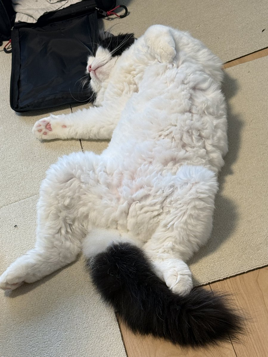 nonminnie's tweet photo. 人ではあるまいか、この猫… https://t.co/k7k5ePHQS0