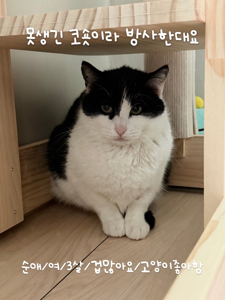 ang_cheese's tweet photo. 구조자가 집생활 적응 다한 순애를 흔한 코숏이고 못생겨서 누가 데려가냐고 방사하겠대요. 지금은 따로 임보처에서 지내고있지만 임보자 개인사정으로 오랜기간 못있어요
순애는 바깥생활하다 사람에게 위협을당해 사람을 무서워하면서도 궁금해하고 노력하고있어요 순애를 품어줄 집사님 없으실까요? https://t.co/WZMsmWiOWV