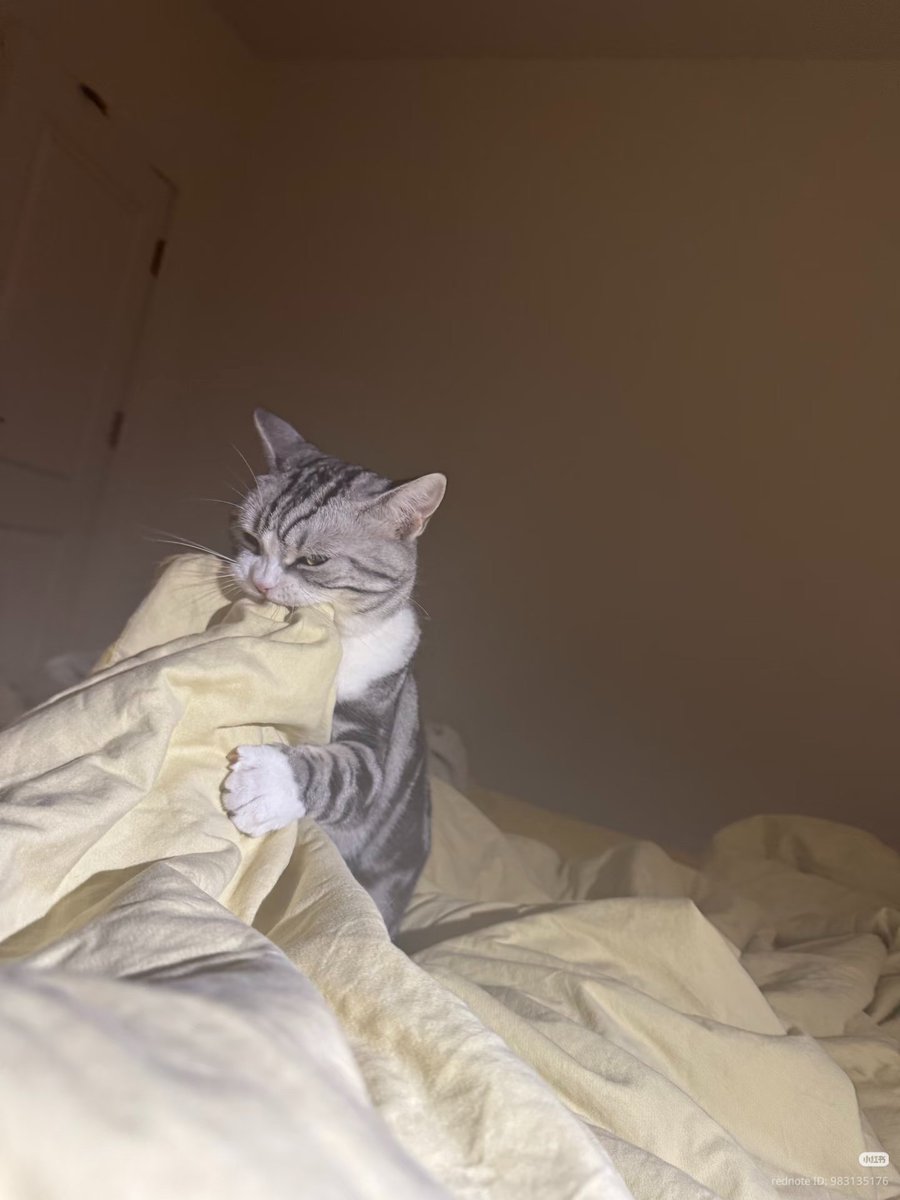 nocontextscats's tweet photo. arrghh https://t.co/FbbU4JimqH