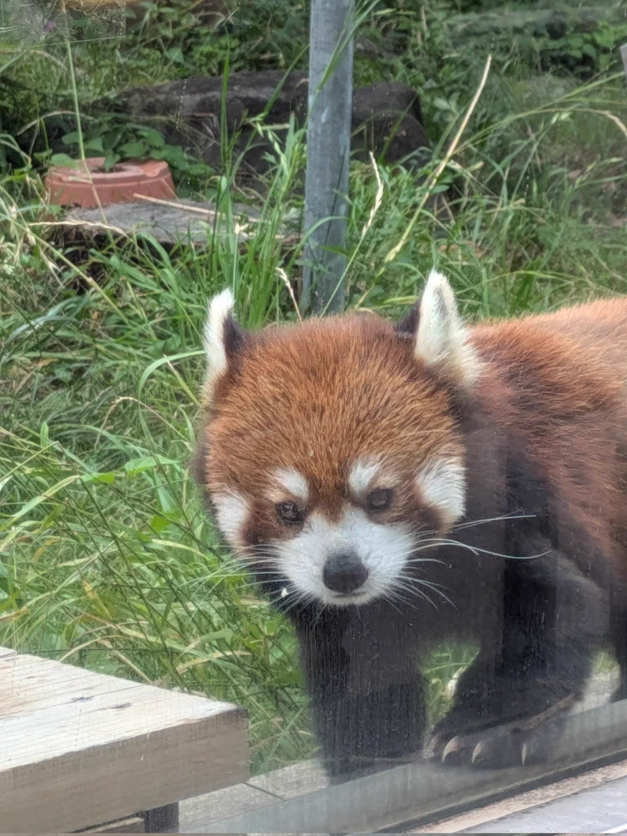 千葉市動物公園【公式】 on X: 