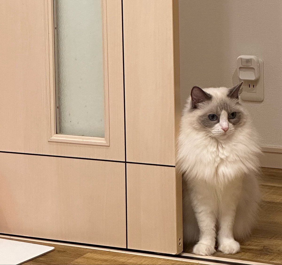 capcapu_cat0420's tweet photo. なんか楽しいことないか考え中の猫🐱 https://t.co/uflwk8NwAa