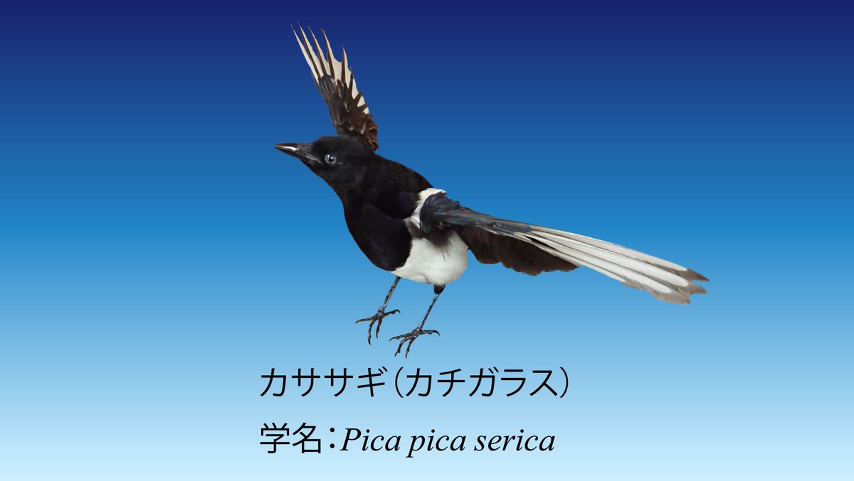 saga_space's tweet photo. 7月7日は七夕です。
天の川の両岸に離された織姫と彦星の夫婦が年に一度会える日です。二人は天の川を月の船で渡って会うことになっていますが、その日が雨だと船が出せません。そのときはカササギがたくさん飛んできて橋を架けるそうです。
カチガラスとも呼ばれるカササギは佐賀県の県鳥です。 https://t.co/QtcISVaVQv