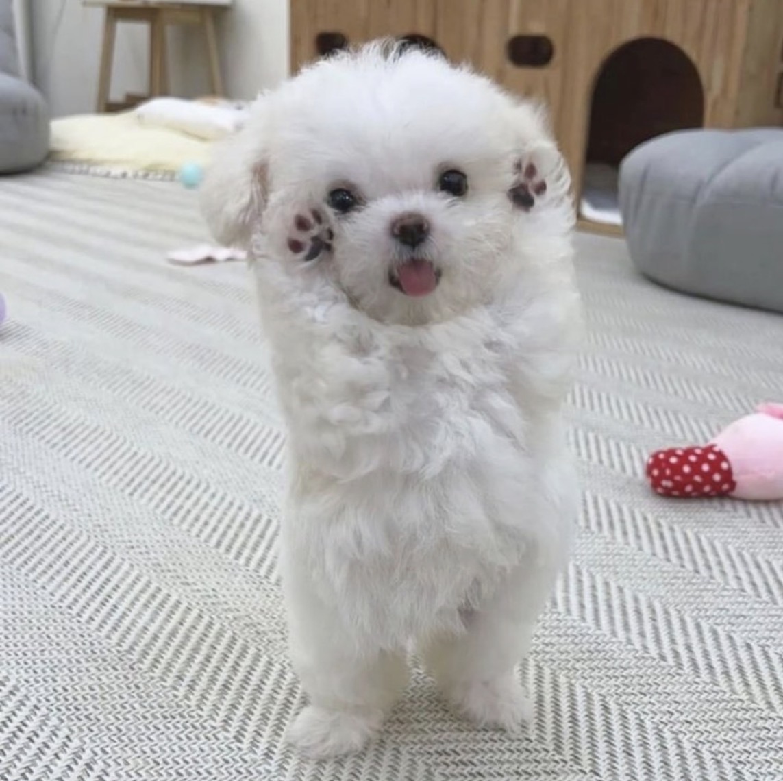 animal_kyawa_'s tweet photo. こんな可愛い二足歩行って
あり？ https://t.co/OnG2AsEssm