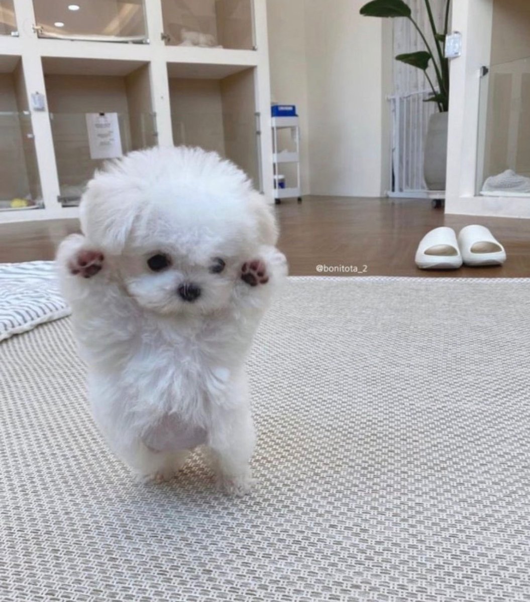 animal_kyawa_'s tweet photo. こんな可愛い二足歩行って
あり？ https://t.co/OnG2AsEssm