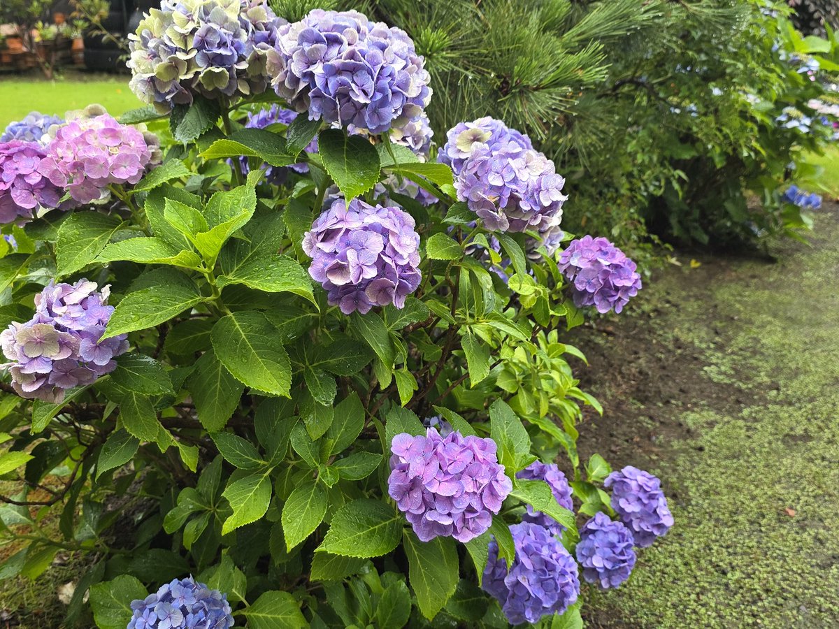 E954_80's tweet photo. お店に傘忘れてきました🌂
紫陽花ももう終わりですかね…

つまり秋がくる！！(？) https://t.co/aVZzHuPXTD