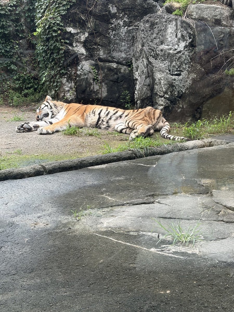 ansamisl's tweet photo. 動物園☔️☔️☔️☔️ https://t.co/DKvussj798