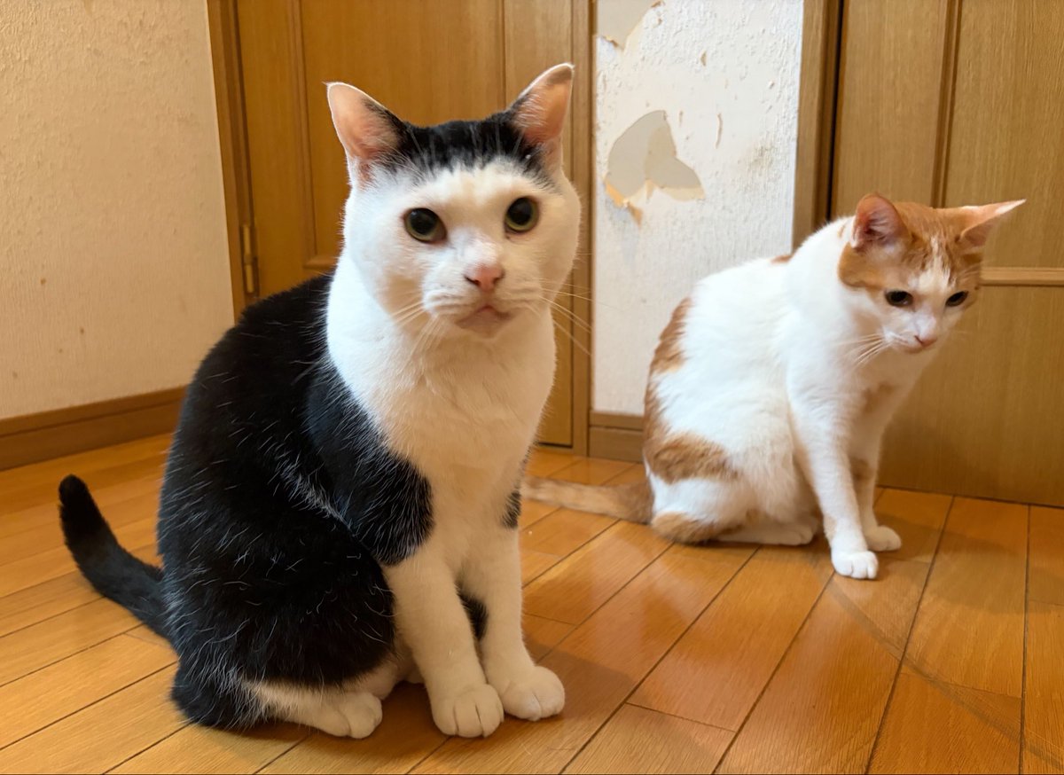 ヴィーガン