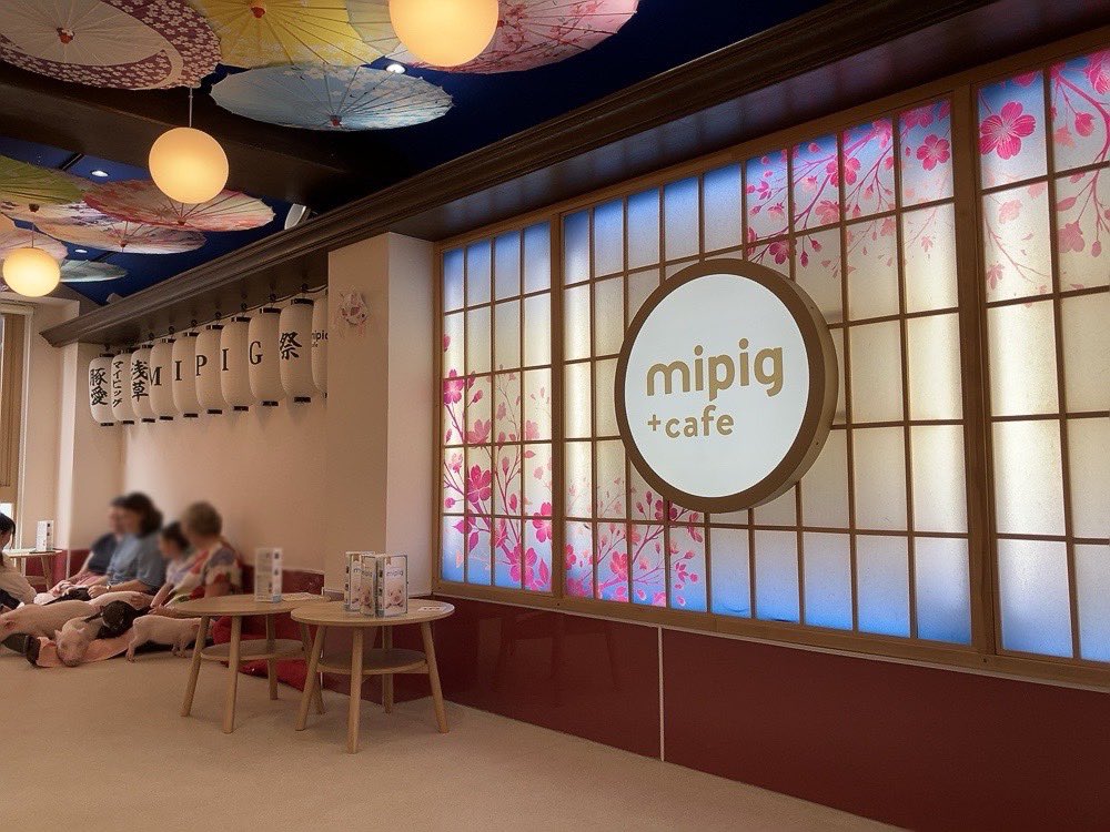 nichiten954's tweet photo. 7月5日 #おでかけリサーチ
【 #mipigcafe 浅草店🐷 】

https://t.co/yUUahYqB45

#マイクロブタ 
#nichiten https://t.co/yNRGsB31os
