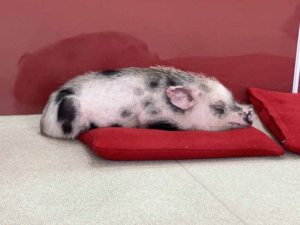 nichiten954's tweet photo. 7月5日 #おでかけリサーチ
【 #mipigcafe 浅草店🐷 】

https://t.co/yUUahYqB45

#マイクロブタ 
#nichiten https://t.co/yNRGsB31os