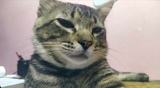 zerinholol1's tweet photo. @PunchingCat found yo brother in brazil bro https://t.co/rbv4otbUzC