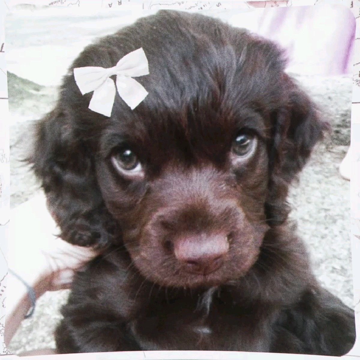 Livymoomoo's tweet photo. Literally me if you even care🌸🐶 https://t.co/mlGP3Wz40Z