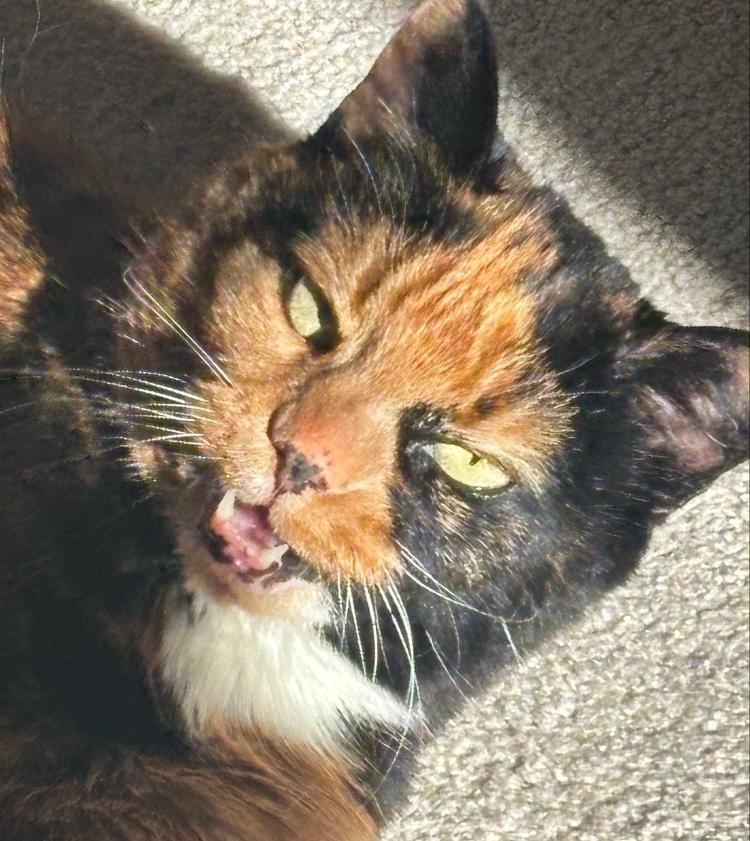 blufire55's tweet photo. I really love my cat for loving me as much as she does. It’s literally impossible for me to stay sad for any length of time near her. She’s currently licking my face. 🥹 https://t.co/W6bdQBBCnF