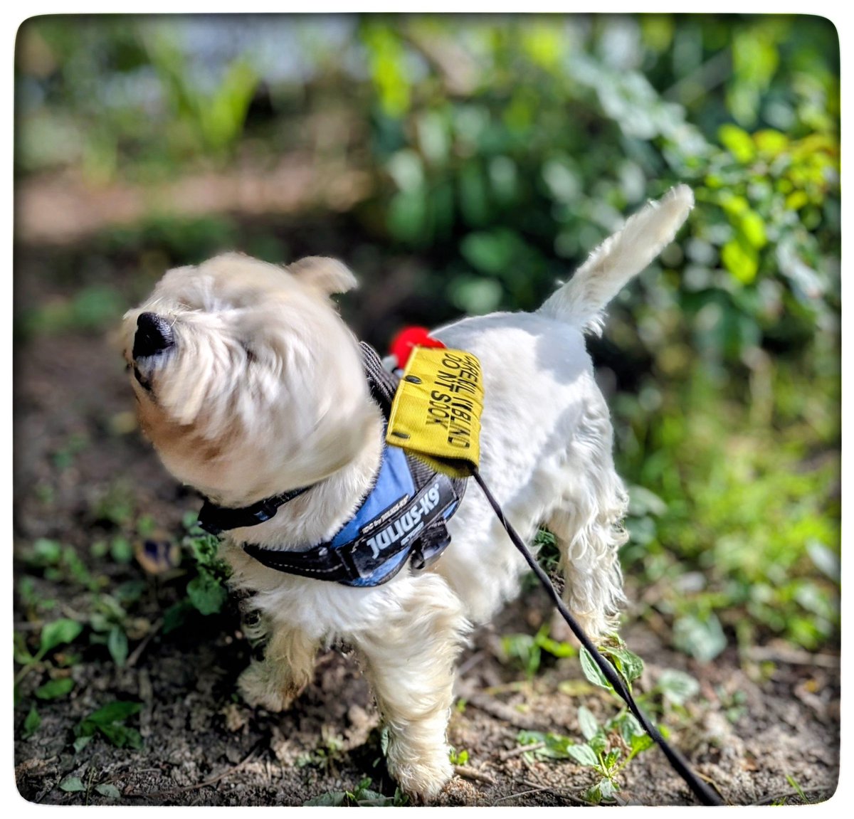 snoopysue71's tweet photo. #Summer walks 
Have I mentioned how much I love this little Westie, Freddie?! ❤️
We walked around the pool 
Listening to a wren, big tunes 
Freddie let it all go 😁
I love him &amp; I am proud of him 
Honoured to have his love 
Freddie, a 10 year old rescue Westie 
#KeepGoing x⛅ https://t.co/f4c7p0kazw