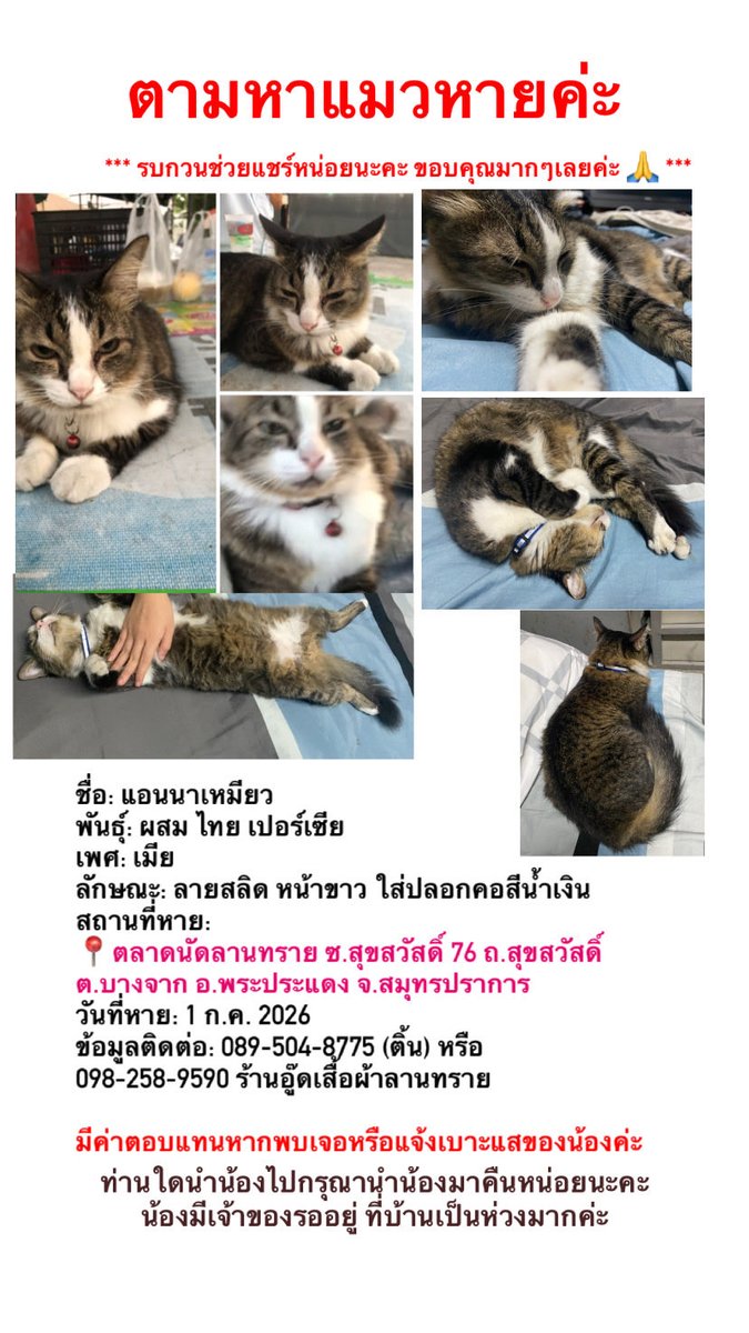 Fromthetruth2's tweet photo. ขอใช้พื้นที่ตามหาน้องแมวเราหน่อยนะคะ เป็นห่วงเขามากๆ 🥹🙏 https://t.co/NyELFmt6E8