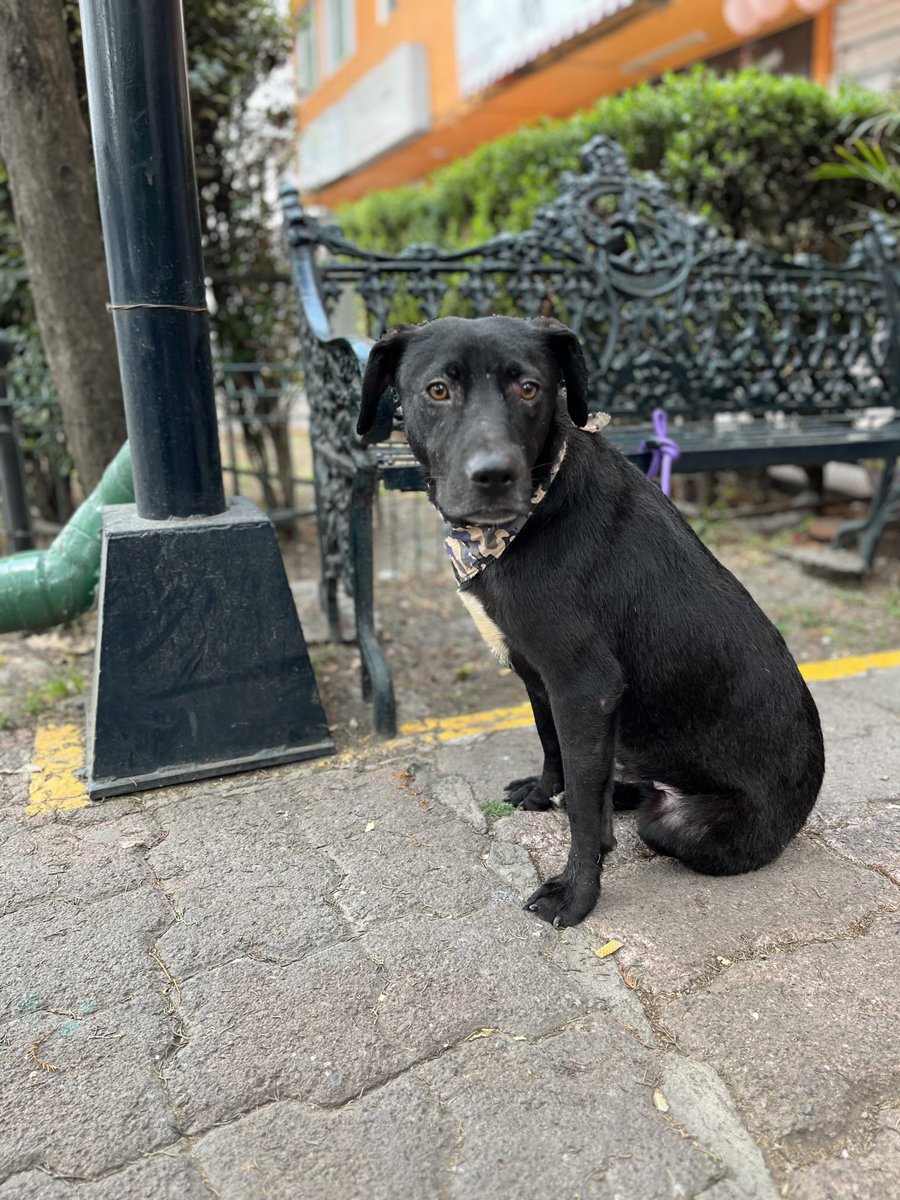 HELA_MORE's tweet photo. Pepe sigue esperando una familia.

Tiene 4 años,talla mediana,protocolo completo.🖤
Estamos en CDMX. https://t.co/xCZLZOr7ao