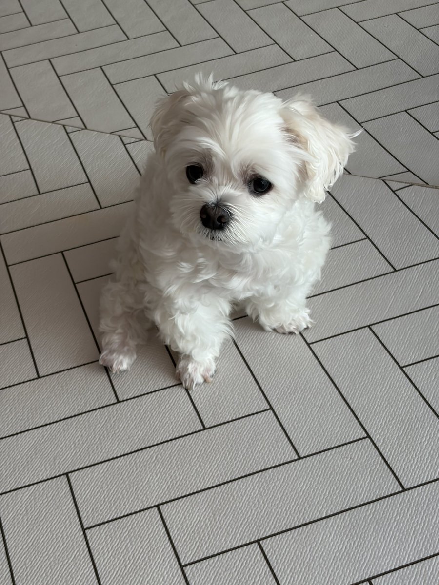 jjujju0128's tweet photo. 강아지 왜 억울한 표정이야 🥺 https://t.co/iDUtBUNfqh
