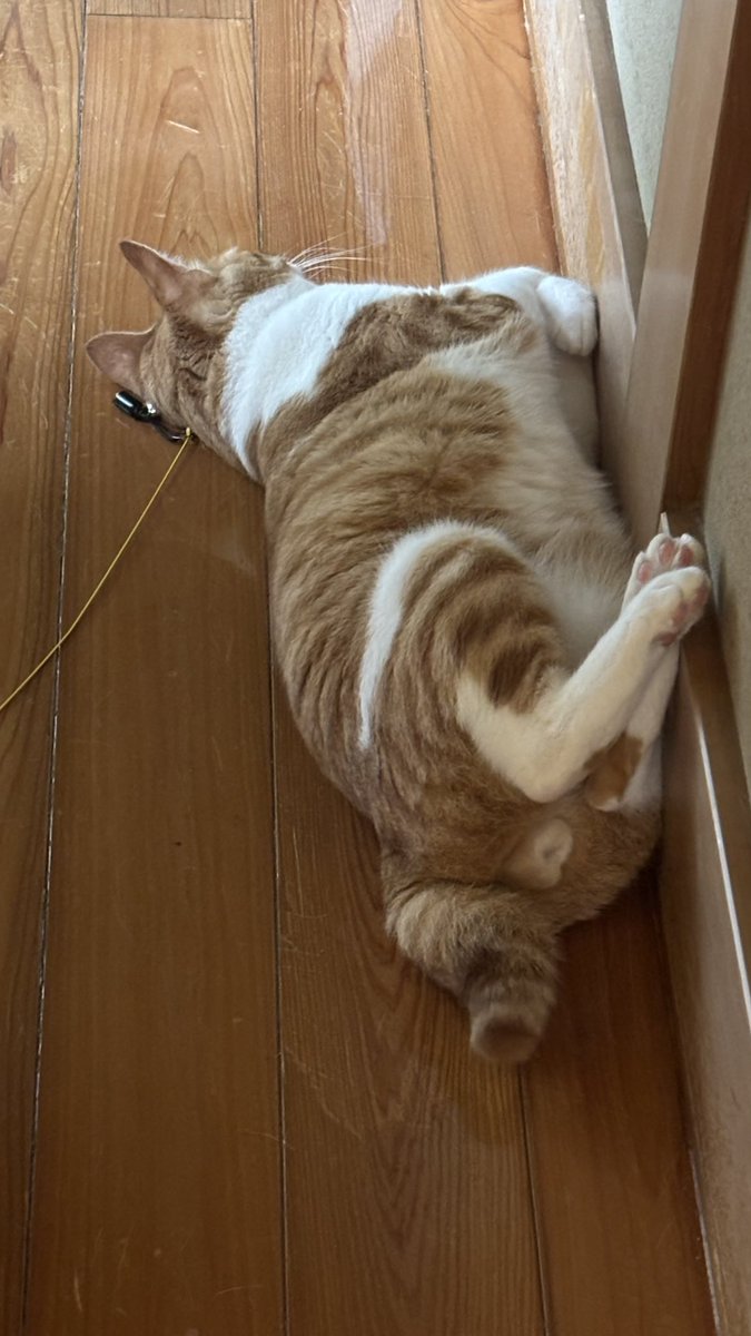 mamyossy's tweet photo. あそびつかれたレオ https://t.co/U28Mbu7oxa