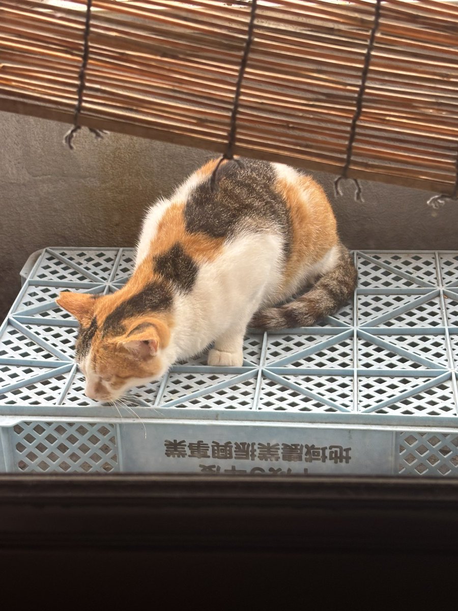 mamyossy's tweet photo. ベランダでめっちゃくしゃみしてた野良猫 https://t.co/C2IB8SKeKN