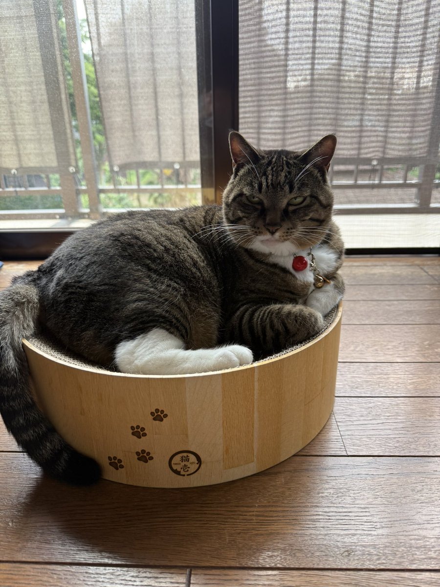 sasuke_with_C's tweet photo. 可愛いネコちゃん！と思って写真撮ったのに正面向いたらヤンキー顔でガン飛ばすのやめれる？？？ https://t.co/iDtqKeA4qM