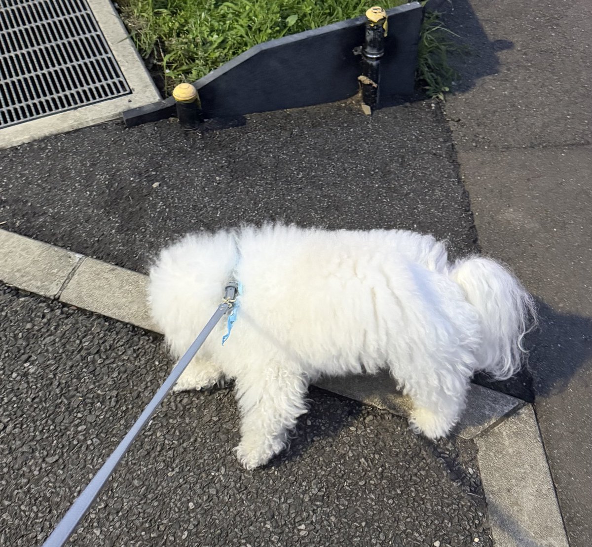 roarnodayo's tweet photo. 帰宅拒否に必死すぎて、一体なんの生き物かすら分からなくなってる https://t.co/IovtFxYvsq