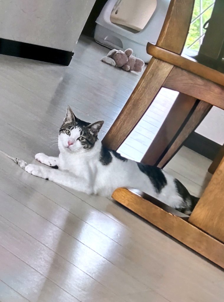fureairoom's tweet photo. あらしくんのお家で遊びに来てくれました😹
フードありがとうございましたm(_ _)m https://t.co/9TWSalvsMH