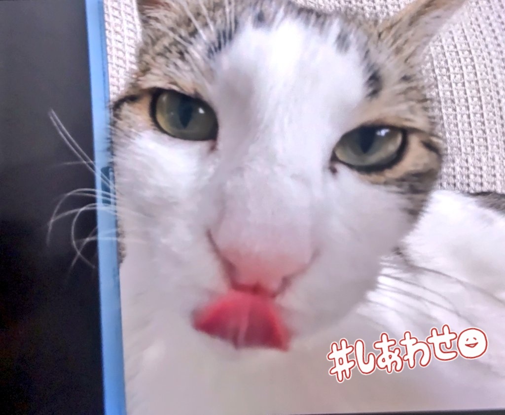 fureairoom's tweet photo. あらしくんのお家で遊びに来てくれました😹
フードありがとうございましたm(_ _)m https://t.co/9TWSalvsMH