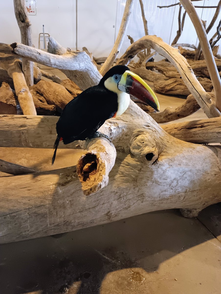 tmsan_n's tweet photo. 動物園！
のんびりな動物さんを近くで見れて癒やされたー！ https://t.co/tv6N7CHG2I